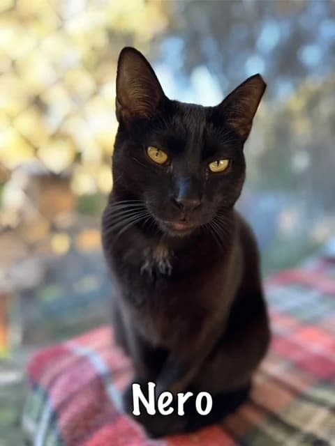 Nero,  mixed breed for adoption at Carvoeiro Cat Charity, Porches (Algarve)