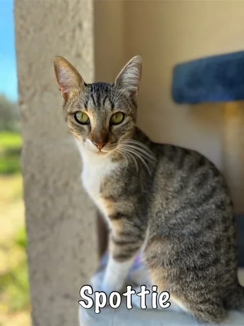 Spottie,  mixed breed for adoption at Carvoeiro Cat Charity, Porches (Algarve)