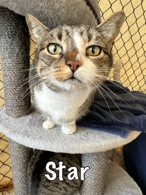 Star,  mixed breed for adoption at Carvoeiro Cat Charity, Porches (Algarve)