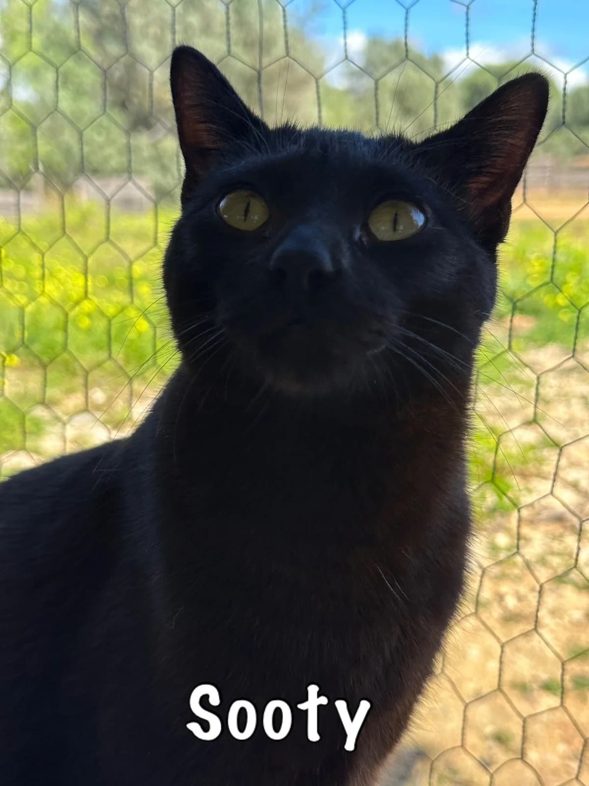 Sooty,  mixed breed for adoption at Carvoeiro Cat Charity, Porches (Algarve)