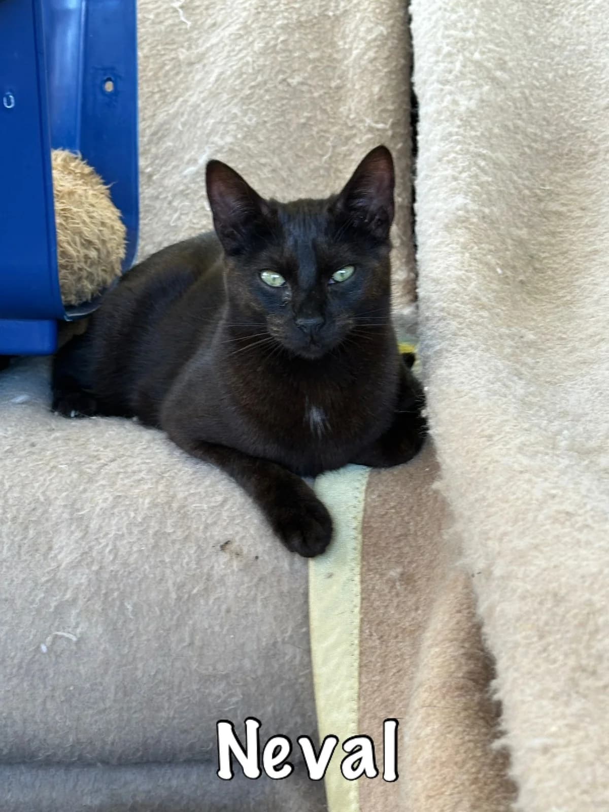 Neval,  mixed breed for adoption at Carvoeiro Cat Charity, Porches (Algarve)