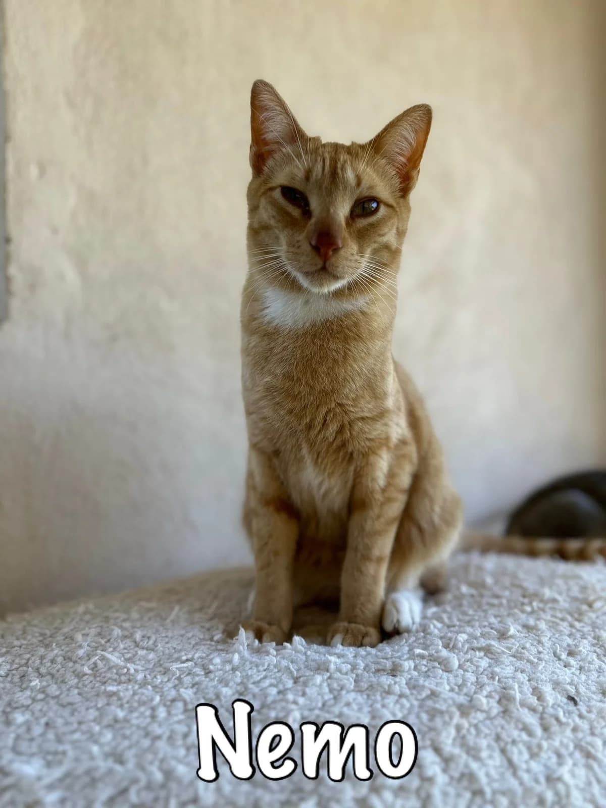 Nemo,  mixed breed for adoption at Carvoeiro Cat Charity, Porches (Algarve)