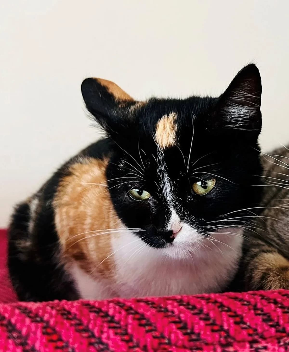 Kiki,  mixed breed for adoption at Carvoeiro Cat Charity, Porches (Algarve)