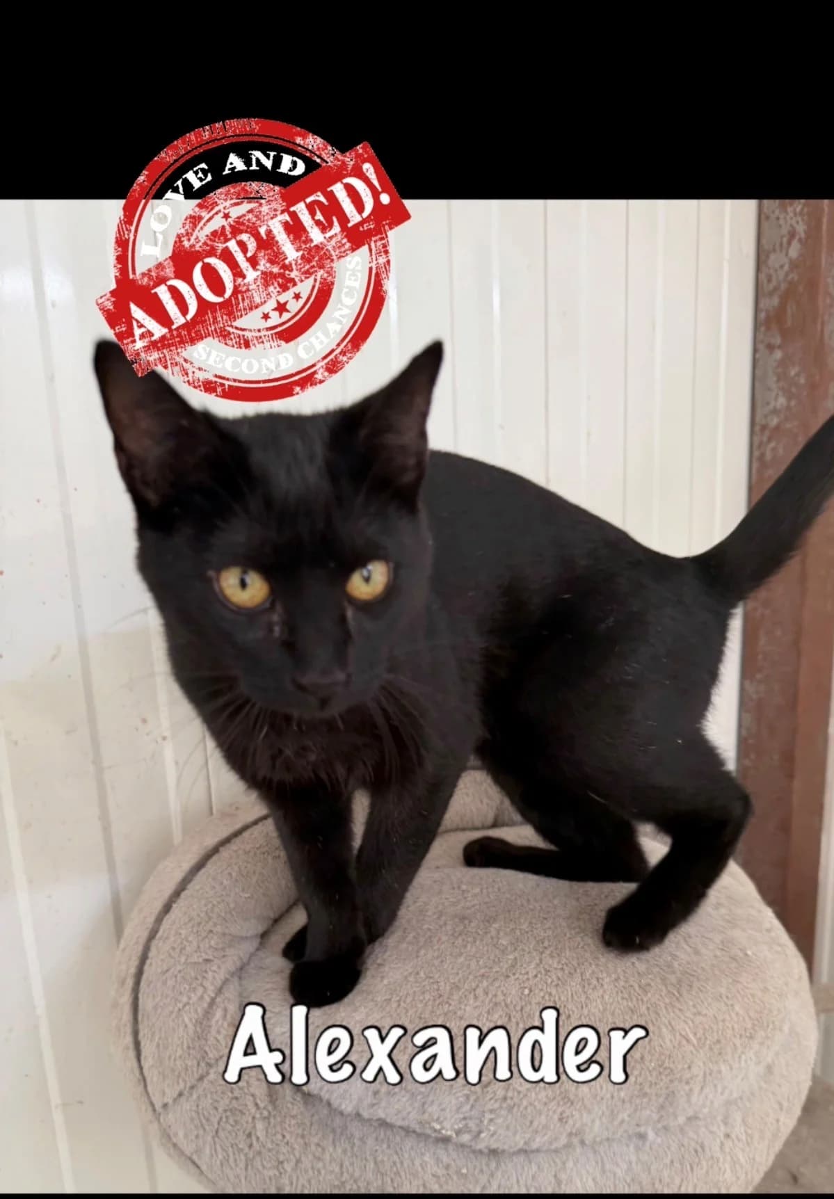 Alexander,  mixed breed for adoption at Carvoeiro Cat Charity, Porches (Algarve)