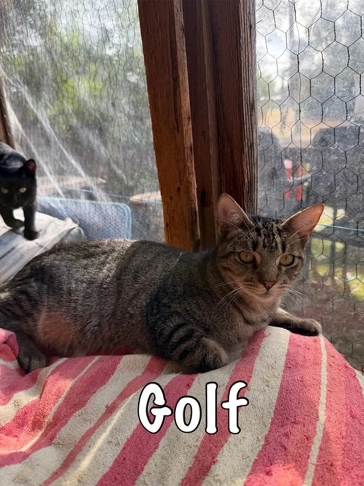 Golf,  mixed breed for adoption at Carvoeiro Cat Charity, Porches (Algarve)