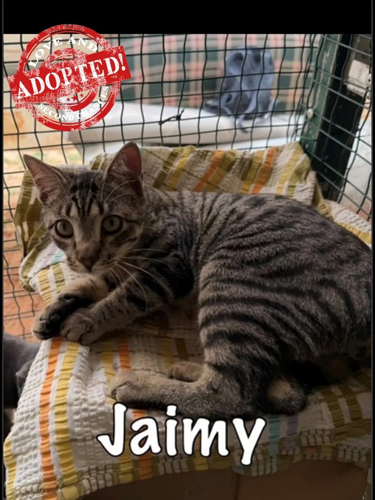 Jaimy,  mixed breed for adoption at Carvoeiro Cat Charity, Porches (Algarve)