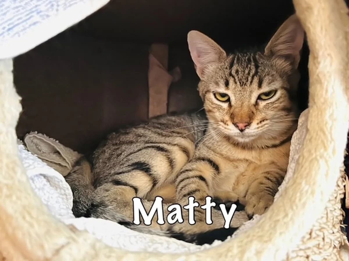 Matty,  mixed breed for adoption at Carvoeiro Cat Charity, Porches (Algarve)