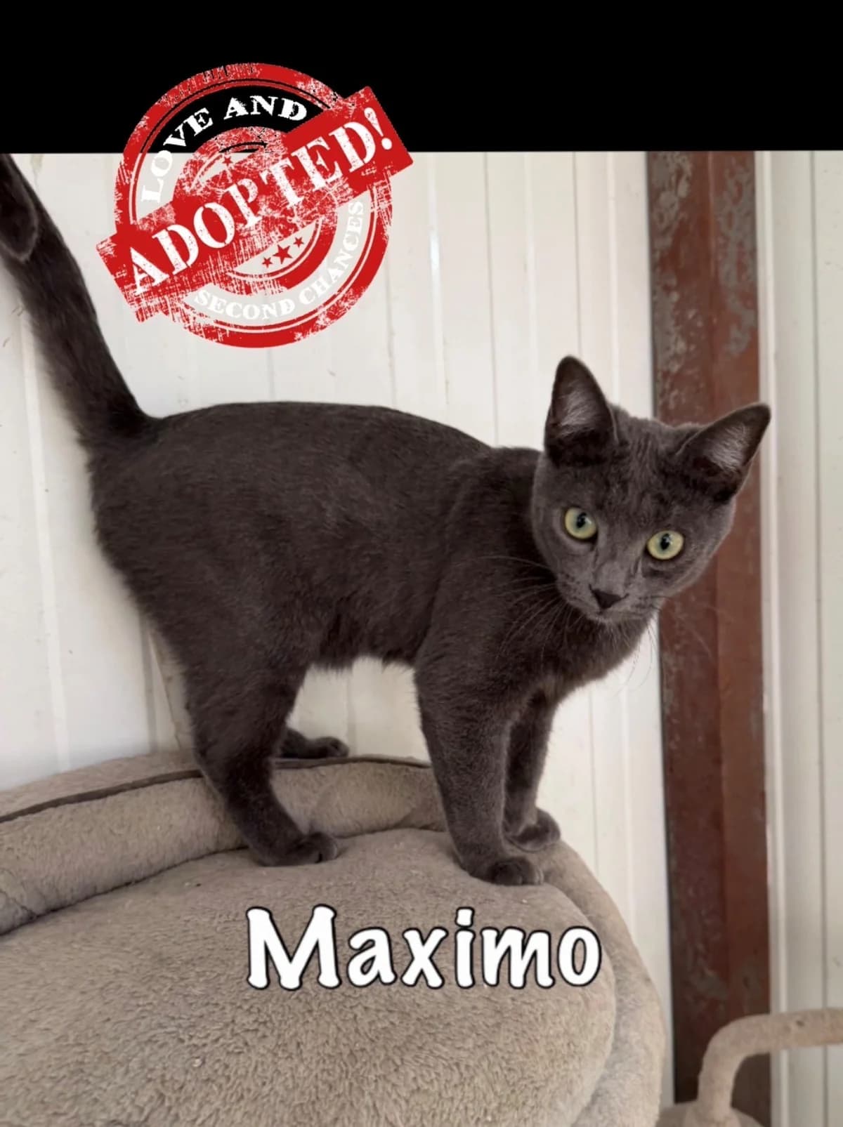 Maximo,  mixed breed for adoption at Carvoeiro Cat Charity, Porches (Algarve)
