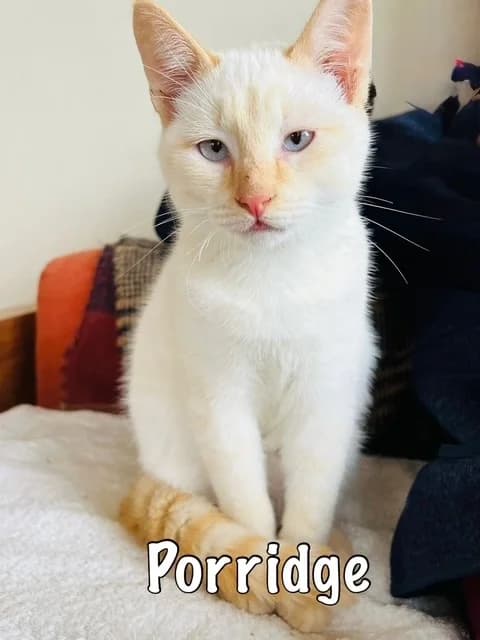 Porridge,  mixed breed for adoption at Carvoeiro Cat Charity, Porches (Algarve)