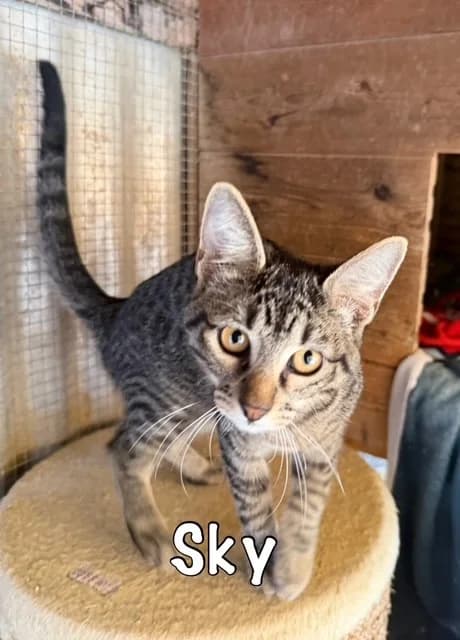 Sky,  mixed breed for adoption at Carvoeiro Cat Charity, Porches (Algarve)