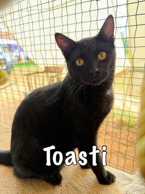 Toasti,  mixed breed for adoption at Carvoeiro Cat Charity, Porches (Algarve)