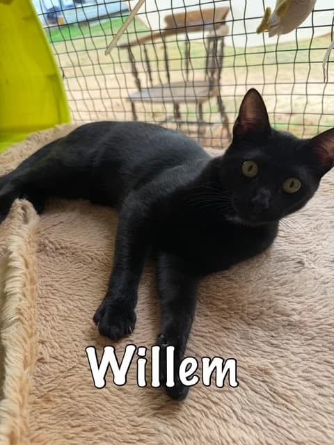 Willem,  mixed breed for adoption at Carvoeiro Cat Charity, Porches (Algarve)