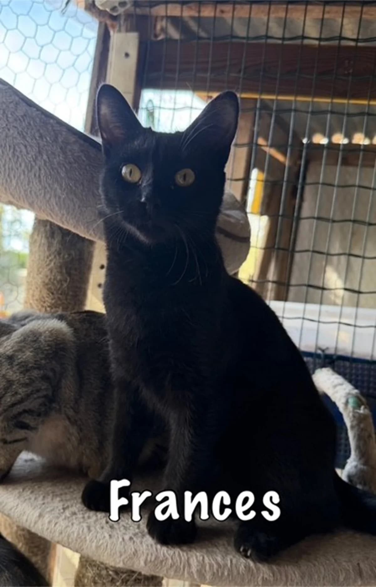 Frances, mixed breed for adoption at Carvoeiro Cat Charity, Porches (Algarve)