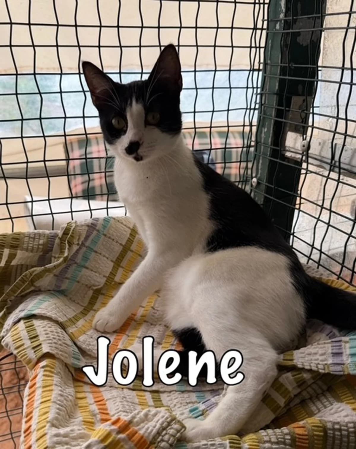 Jolene, mixed breed for adoption at Carvoeiro Cat Charity, Porches (Algarve)