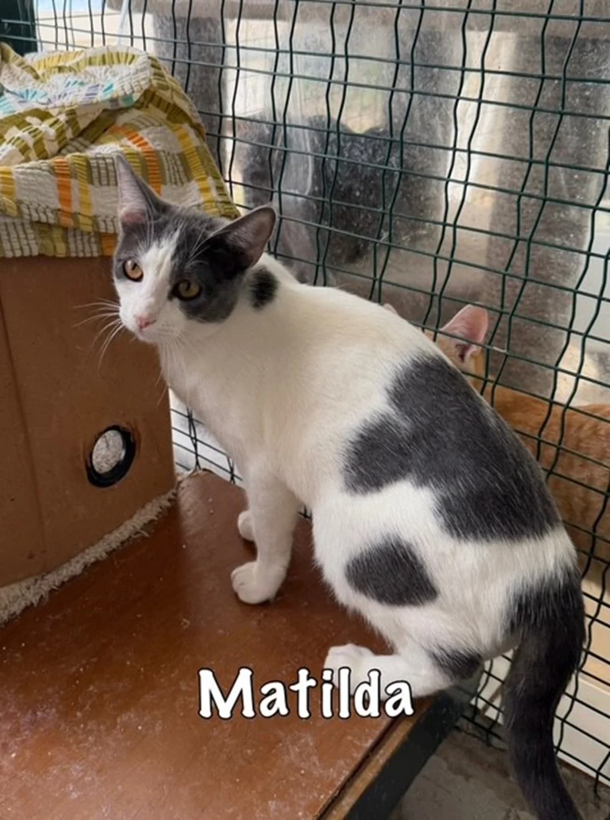 Matilda, mixed breed for adoption at Carvoeiro Cat Charity, Porches (Algarve)