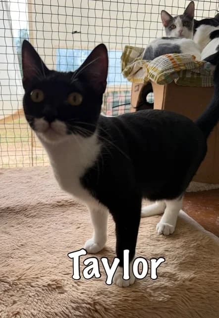 Taylor, mixed breed for adoption at Carvoeiro Cat Charity, Porches (Algarve)