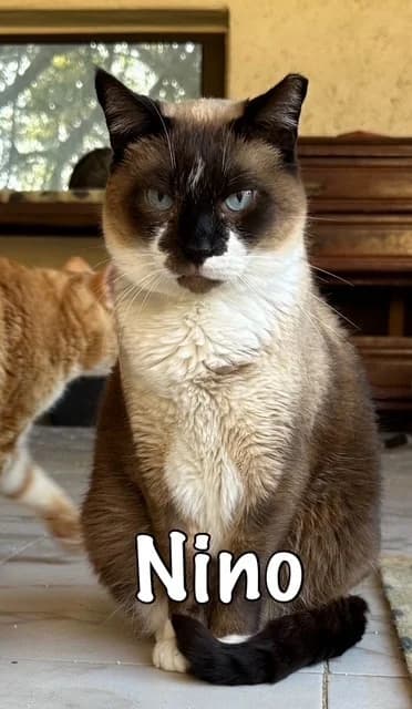 Nino, Siamese for adoption at Carvoeiro Cat Charity, Porches (Algarve)