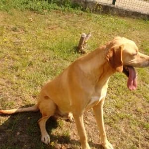 Cão 353/2017, male mixed breed for adoption at CIAMTSM — Canil Intermunicipal
