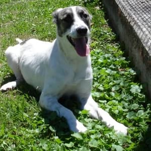 Cão 467/2017, female mixed breed for adoption at CIAMTSM — Canil Intermunicipal
