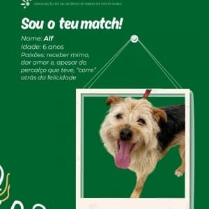 Alf, male mixed breed for adoption at CIAMTSM — Canil Intermunicipal