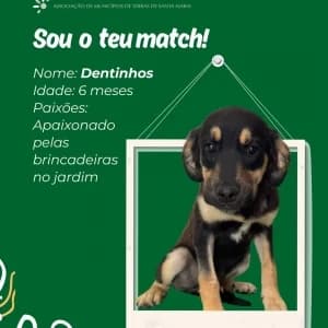 Dentinhos, male mixed breed for adoption at CIAMTSM — Canil Intermunicipal
