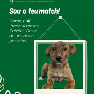 Luli, female mixed breed for adoption at CIAMTSM — Canil Intermunicipal