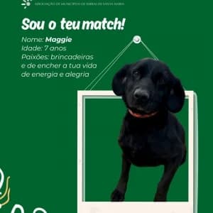 Maggie, male mixed breed for adoption at CIAMTSM — Canil Intermunicipal