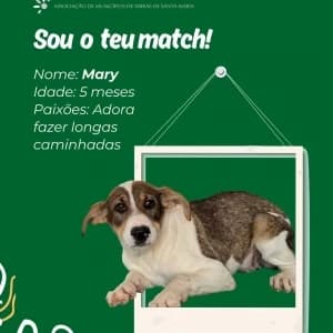 Marcy, female mixed breed for adoption at CIAMTSM — Canil Intermunicipal