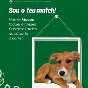 Mecau, male mixed breed for adoption at CIAMTSM — Canil Intermunicipal