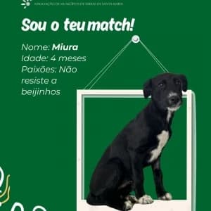 Miura, male mixed breed for adoption at CIAMTSM — Canil Intermunicipal