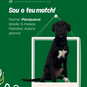 Paqueca, female mixed breed for adoption at CIAMTSM — Canil Intermunicipal