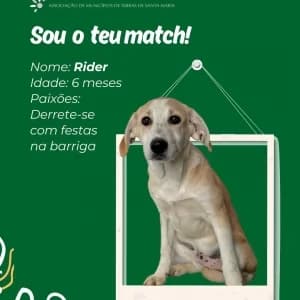 Rider, male mixed breed for adoption at CIAMTSM — Canil Intermunicipal