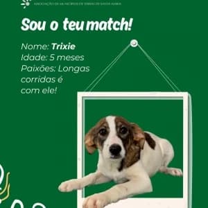 Trixie, female mixed breed for adoption at CIAMTSM — Canil Intermunicipal