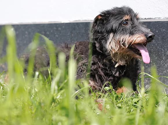 Zuma, Preta e castanha male Mixed Breed for adoption at Canil Municipal de Gaia (P.A.T.A.)