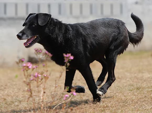 Guri, Preta e branca male Mixed Breed for adoption at Canil Municipal de Gaia (P.A.T.A.)