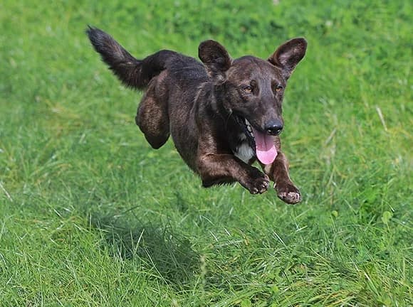 Snoopy, Castanha male Mixed Breed for adoption at Canil Municipal de Gaia (P.A.T.A.)