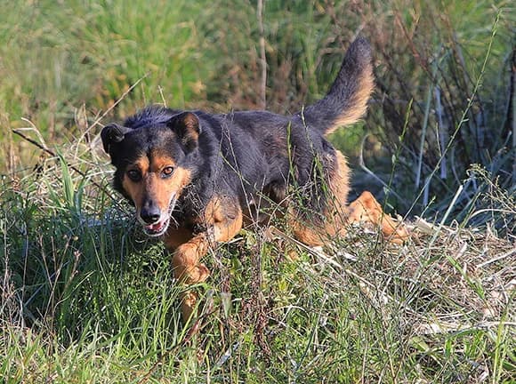 Lázaro, Preta e castanha male Mixed Breed for adoption at Canil Municipal de Gaia (P.A.T.A.)