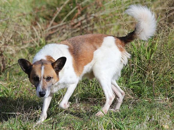 Putchy, Branca e castanha male Mixed Breed for adoption at Canil Municipal de Gaia (P.A.T.A.)