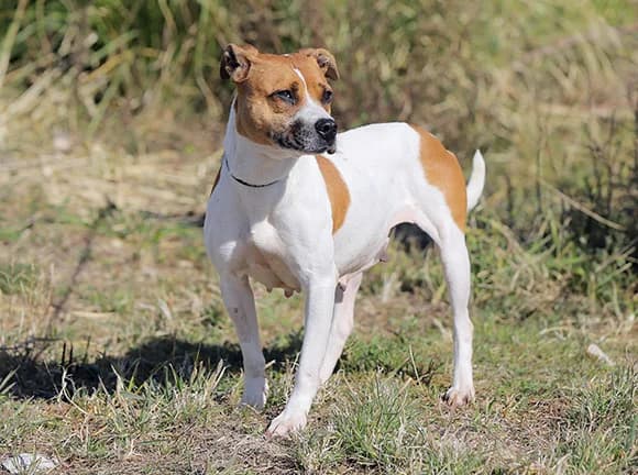 Guida, Branca e Castanha female Pit Bull Terrier for adoption at Canil Municipal de Gaia (P.A.T.A.)