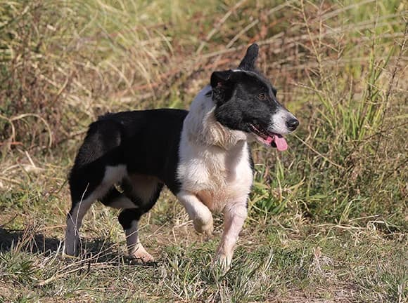 Patty, Branca e preta female Mixed Breed for adoption at Canil Municipal de Gaia (P.A.T.A.)