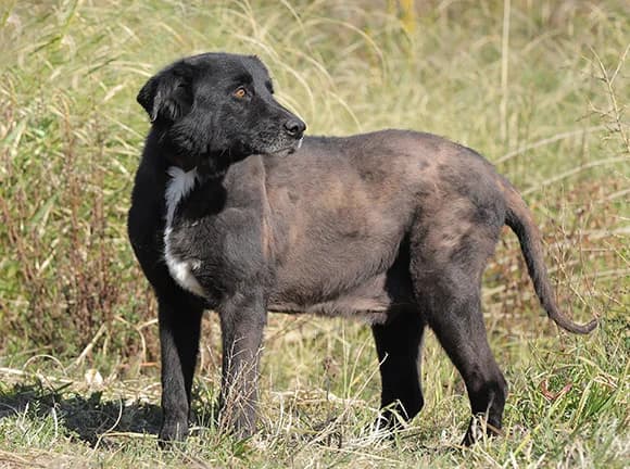 Bob, Preta male Mixed Breed for adoption at Canil Municipal de Gaia (P.A.T.A.)