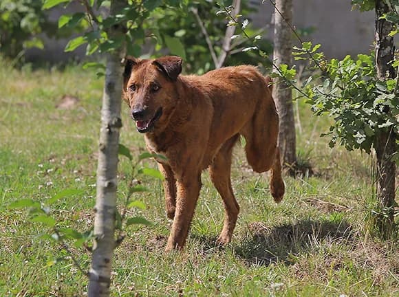 Estrela, Castanha female Mixed Breed for adoption at Canil Municipal de Gaia (P.A.T.A.)