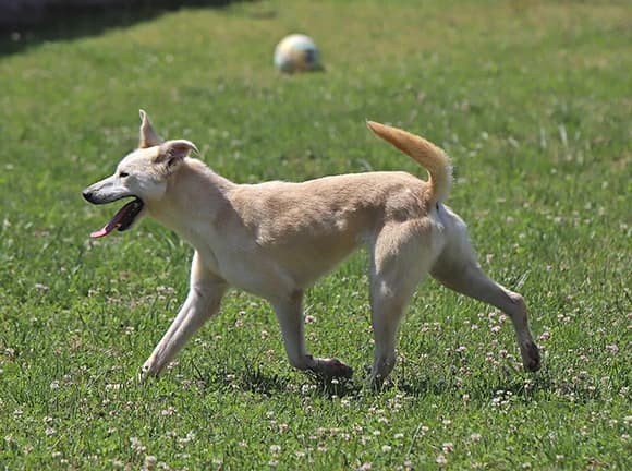 Odin, Beje male Mixed Breed for adoption at Canil Municipal de Gaia (P.A.T.A.)