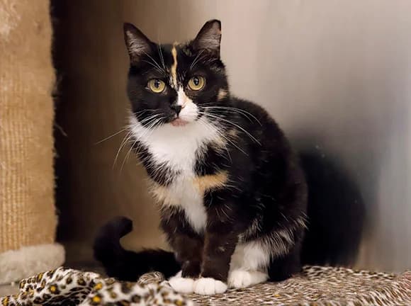 Terça, Tricolor female mixed breed for adoption at Canil Municipal de Gaia (P.A.T.A.)