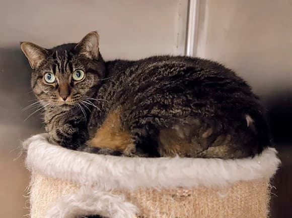 Laurinha, Tigrada female mixed breed for adoption at Canil Municipal de Gaia (P.A.T.A.)