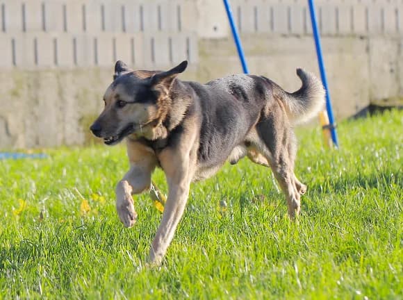 Calimero, Preta e castanha male 6yo Mixed Breed for adoption at Canil Municipal de Gaia (P.A.T.A.)