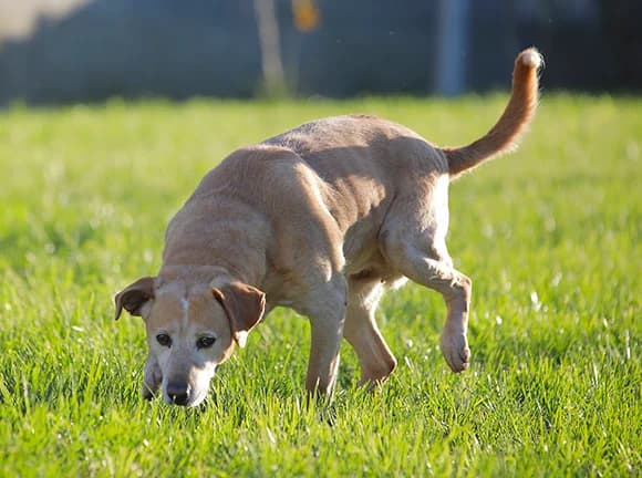 Clarinha, Castanha female Mixed Breed for adoption at Canil Municipal de Gaia (P.A.T.A.)
