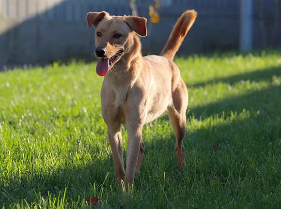 Ema, Castanha female Mixed Breed for adoption at Canil Municipal de Gaia (P.A.T.A.)