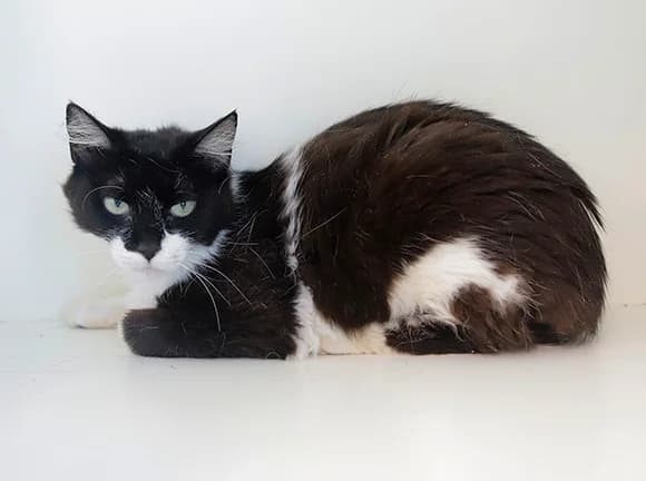 Hyndia, Preta e branca female mixed breed for adoption at Canil Municipal de Gaia (P.A.T.A.)