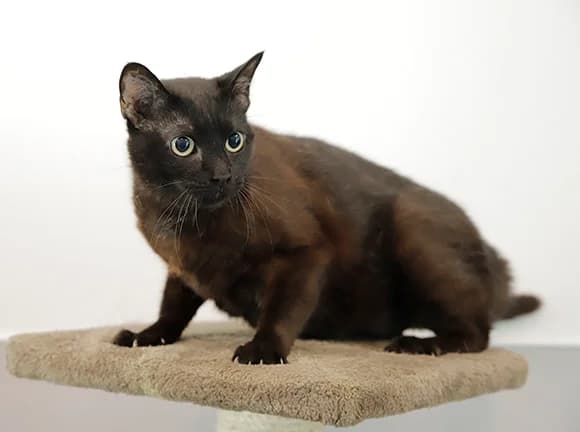 Xiquinha, Preta female mixed breed for adoption at Canil Municipal de Gaia (P.A.T.A.)